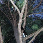 Things in Trees
