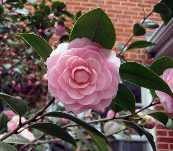 camellia