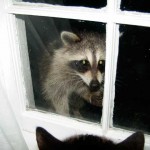 Raccoon Meets Cat