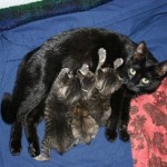 Kittens – Lunchtime
