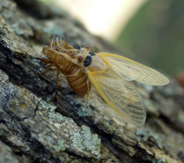 Cicada emerging