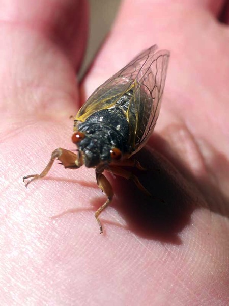 Cicada hand