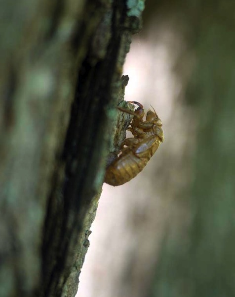 Cicada husk