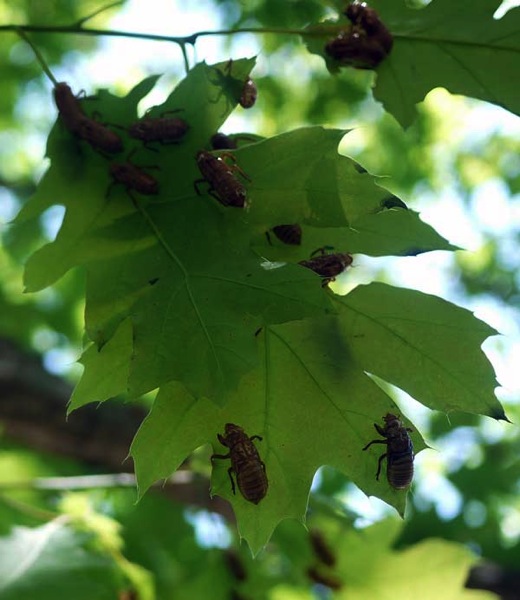 Cicada in tree