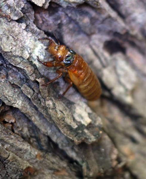 Cicada larvae