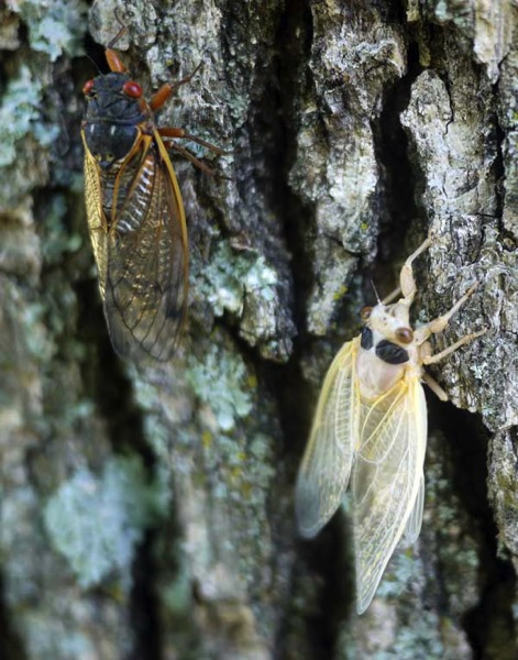 Cicada pair