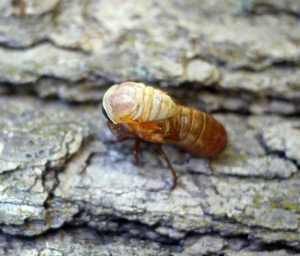 Cicada pre emerging