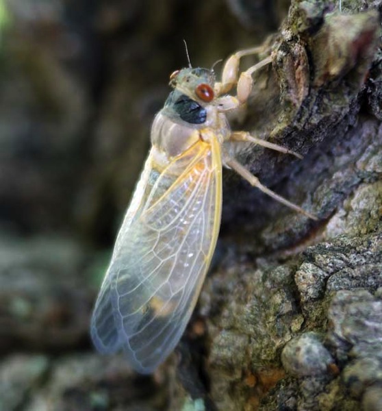 Cicada white
