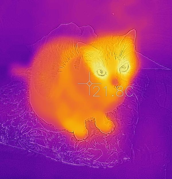 flir_thermal_camera_cat