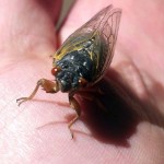 Cicada Invasion: A 17-Year Life Cycle